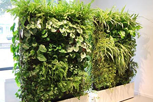 植物屏风